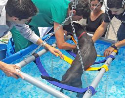 lugares para adoptar gatos en arequipa Hospital de Mascotas Teran