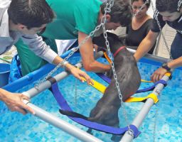 clinicas veterinarias 24 horas arequipa Hospital de Mascotas Teran