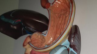 medicos cirugia general aparato digestivo arequipa Gastroenterologia Endoscopias Dr. Donny Puma